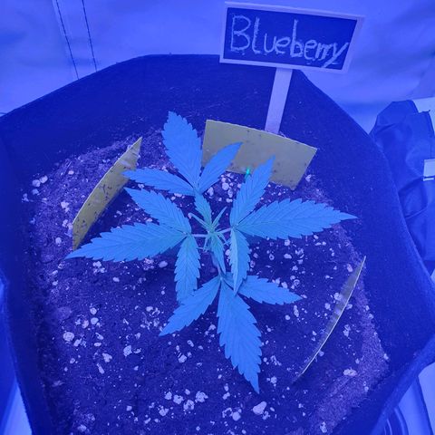 Blueberry Auto growlog timeline photo