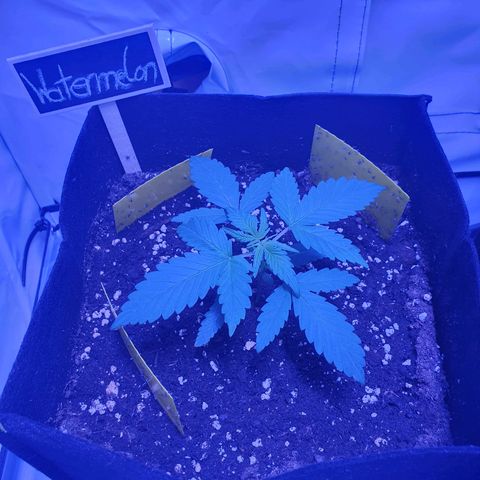 Watermelon Candy growlog timeline photo