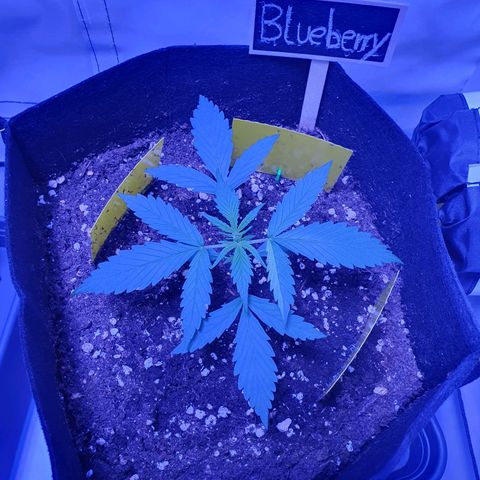 Blueberry Auto growlog timeline photo