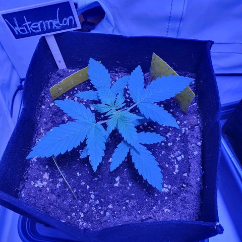 Watermelon Candy growlog timeline photo
