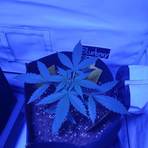Blueberry Auto growlog timeline photo