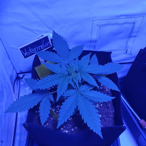 Watermelon Candy growlog timeline photo