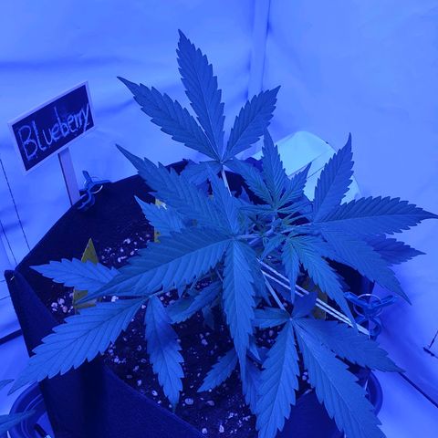 Blueberry Auto growlog timeline photo