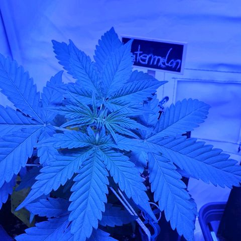 Watermelon Candy growlog timeline photo