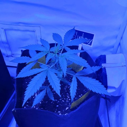 Blueberry Auto growlog timeline photo