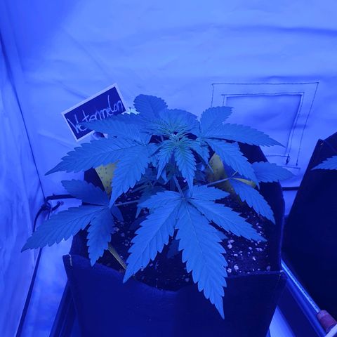 Watermelon Candy growlog timeline photo