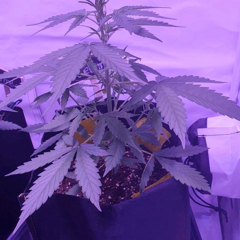 Blueberry Auto growlog timeline photo