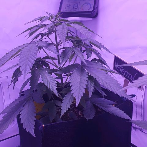 Watermelon Candy growlog timeline photo