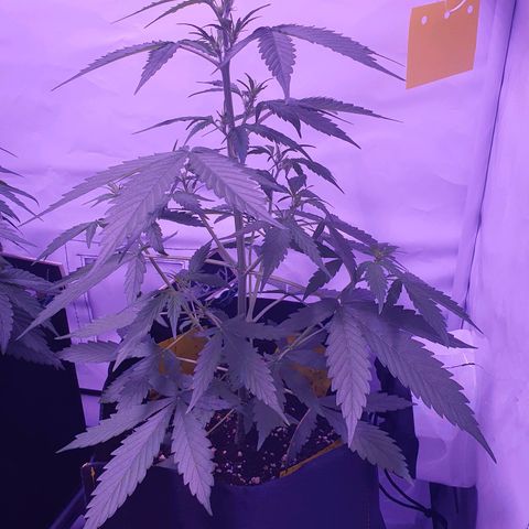 Blueberry Auto growlog timeline photo