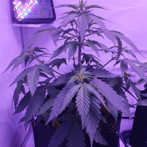 Watermelon Candy growlog timeline photo