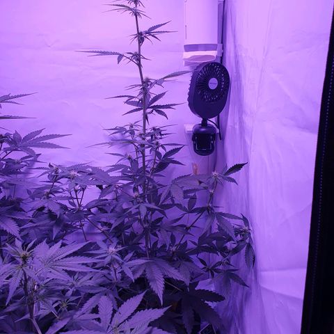 Blueberry Auto growlog timeline photo
