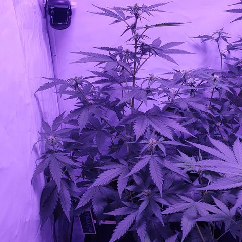 Watermelon Candy growlog timeline photo