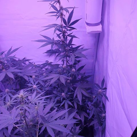 Blueberry Auto growlog timeline photo