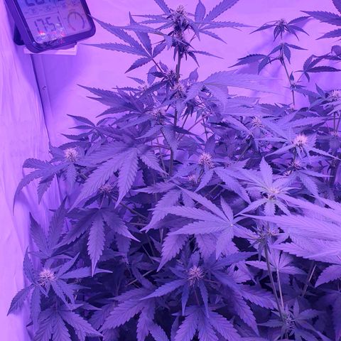 Watermelon Candy growlog timeline photo