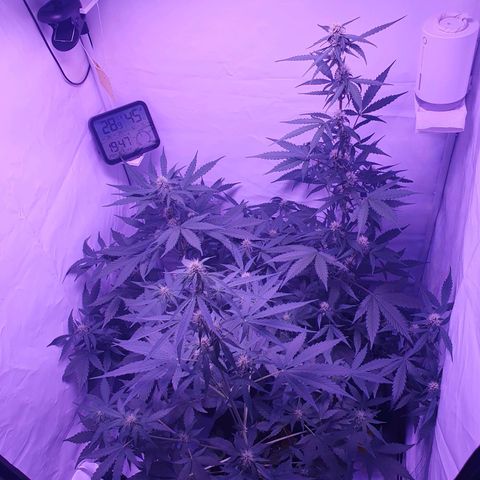 Blueberry Auto growlog timeline photo