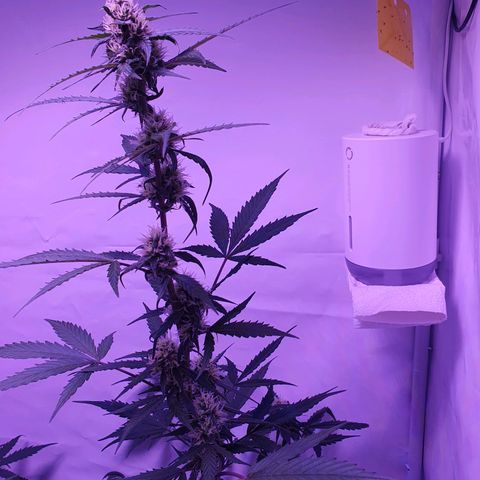Blueberry Auto growlog timeline photo