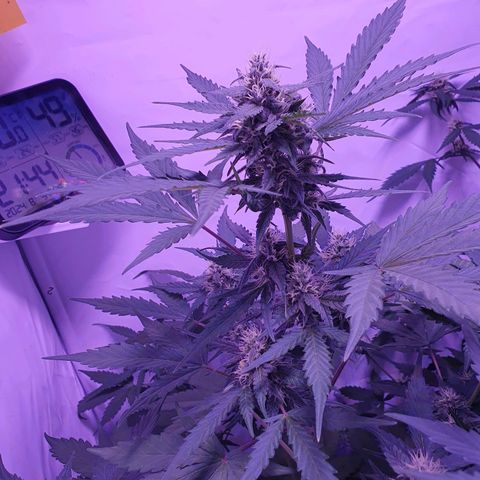 Watermelon Candy growlog timeline photo