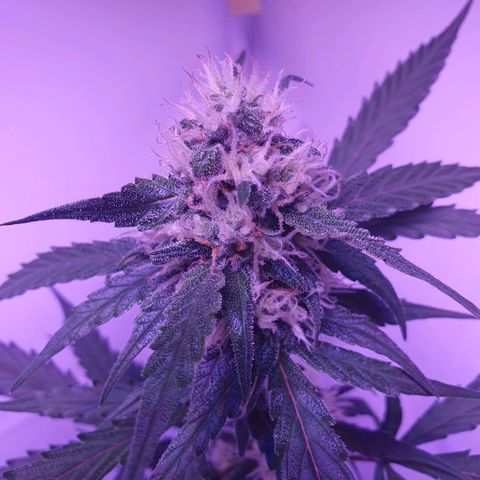 Blueberry Auto growlog timeline photo