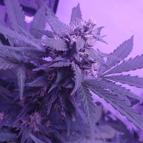 Watermelon Candy growlog timeline photo