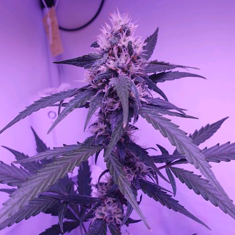 Blueberry Auto growlog timeline photo
