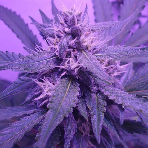 Watermelon Candy growlog timeline photo