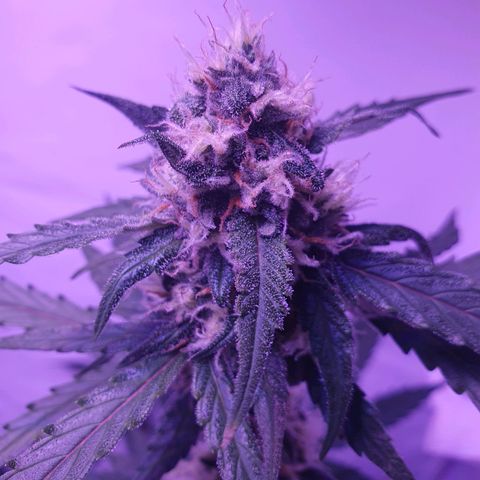 Blueberry Auto growlog timeline photo