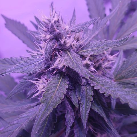 Watermelon Candy growlog timeline photo
