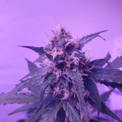 Blueberry Auto growlog timeline photo