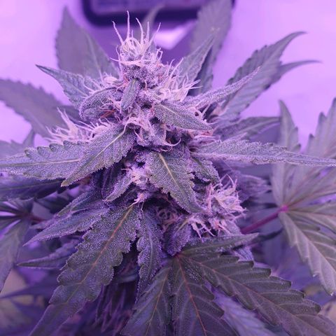 Watermelon Candy growlog timeline photo