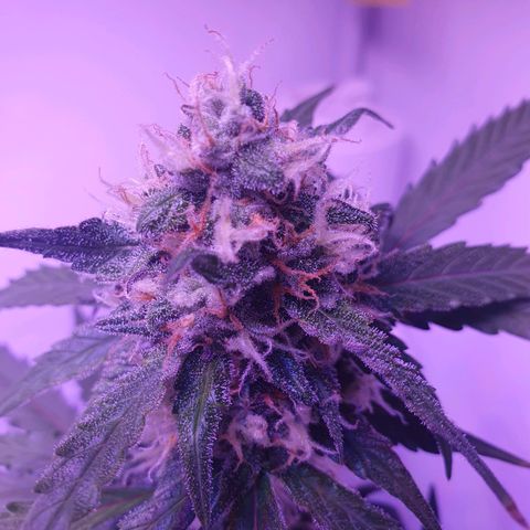 Blueberry Auto growlog timeline photo