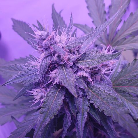 Watermelon Candy growlog timeline photo
