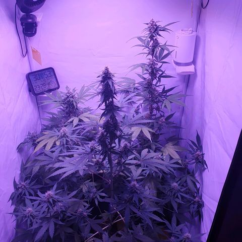 Blueberry Auto growlog timeline photo