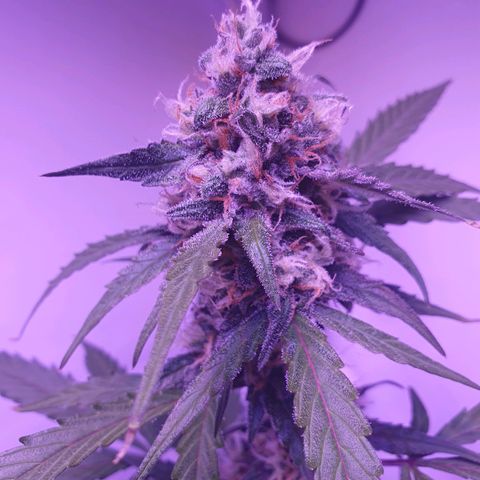 Blueberry Auto growlog timeline photo