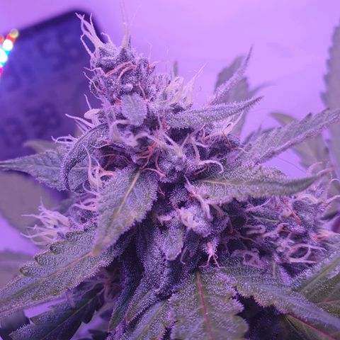 Watermelon Candy growlog timeline photo
