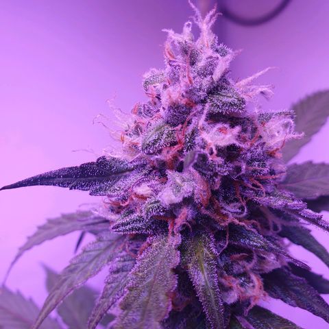 Blueberry Auto growlog timeline photo