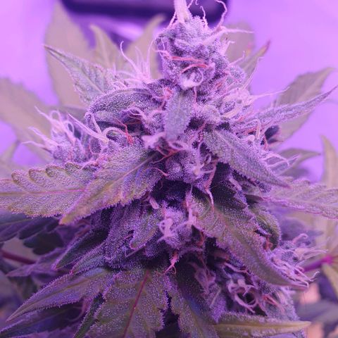 Watermelon Candy growlog timeline photo