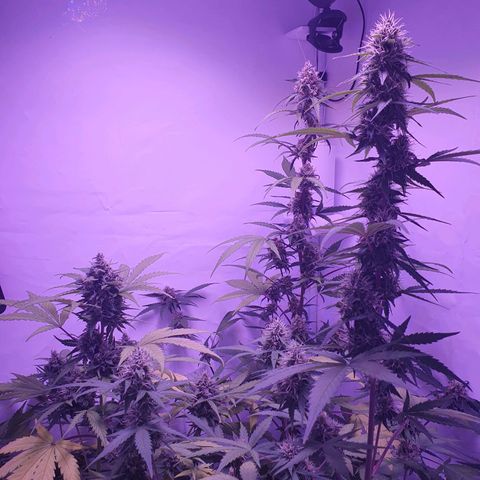 Blueberry Auto growlog timeline photo