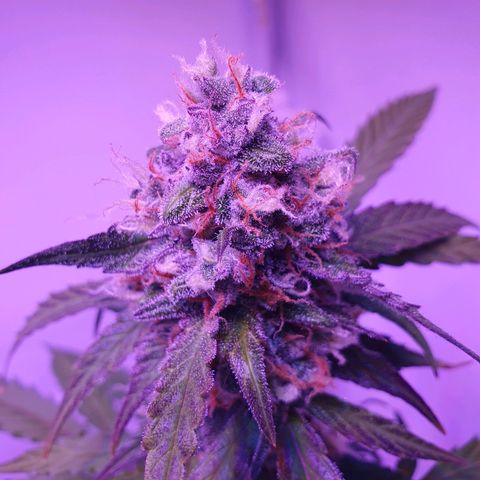 Blueberry Auto growlog timeline photo