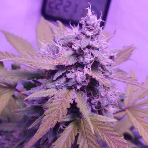 Watermelon Candy growlog timeline photo