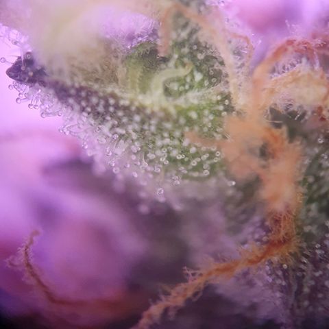 Blueberry Auto growlog timeline photo