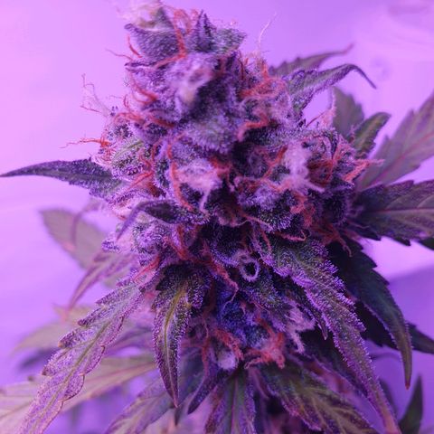 Blueberry Auto growlog timeline photo