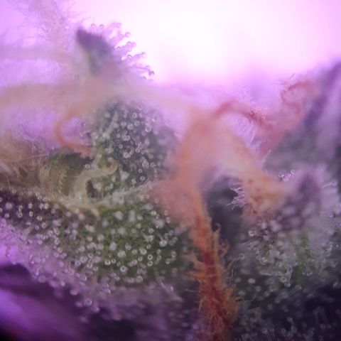 Blueberry Auto growlog timeline photo