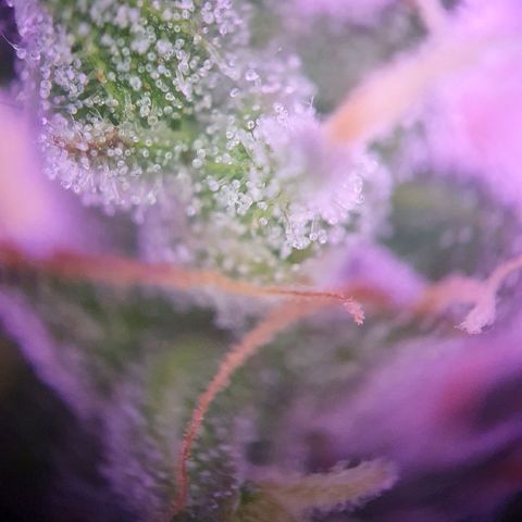 Watermelon Candy growlog timeline photo