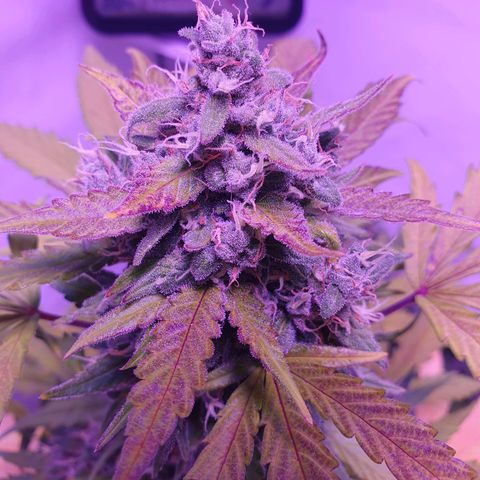 Watermelon Candy growlog timeline photo
