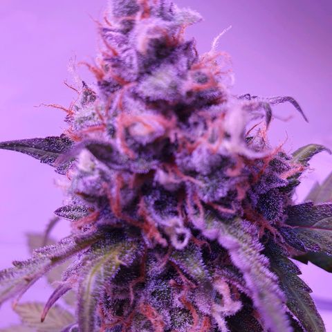 Blueberry Auto growlog timeline photo