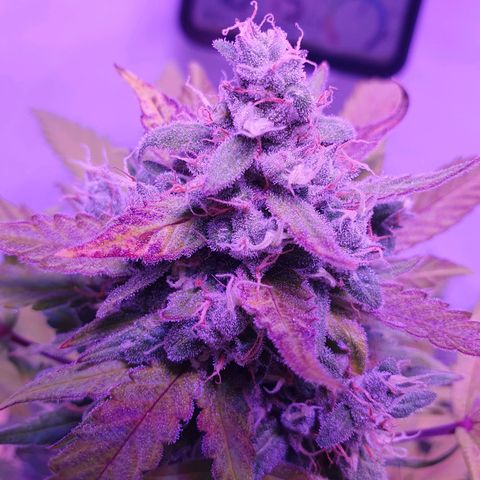Watermelon Candy growlog timeline photo