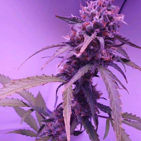 Blueberry Auto growlog timeline photo