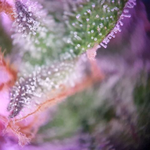 Blueberry Auto growlog timeline photo