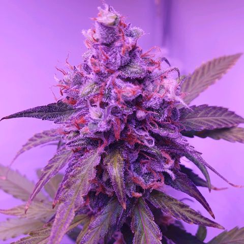 Blueberry Auto growlog timeline photo