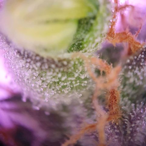 Blueberry Auto growlog timeline photo